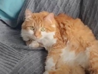 パパが好きすぎる猫、食事も昼寝も仕事も一緒「たまにはこっちにも来てよ！」とママがヤキモチを焼くものの…