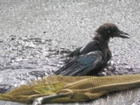 Wildlife Aid～鳥が泥に埋まっている！熱波で干上がった池で動けなくなっているカササギの救出大作戦
