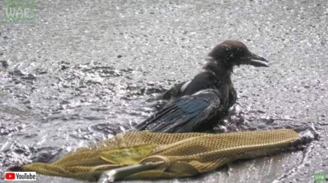 Wildlife Aid~鳥が泥に埋まっている!熱波で干上がった池で動けなくなっているカササギの救出大作戦