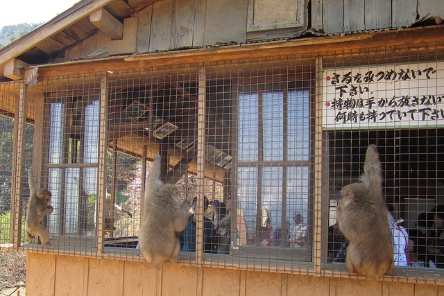 Monkeys!!!