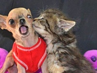 大好き！って思ったら自然にこうなっちゃった。キスする動物たちの写真を総集編でどうぞ