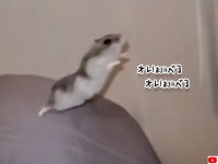 オレはやれる、オレはやれる。モモンガに憧れるハムスターの諦めない心