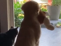 犬と猫の背中の語る哀愁。外出制限解除の後、いつも一緒にいた飼い主が会社に行ってしまったときの犬と猫の反応が切なすぎる