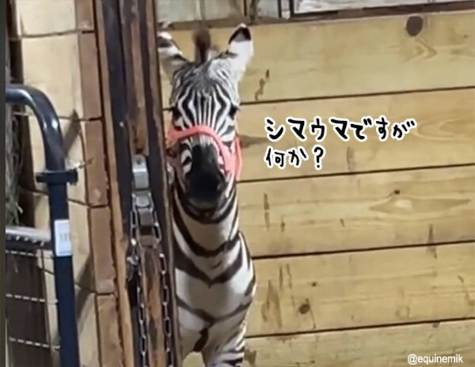 シマウマを初めて見た馬の反応は？