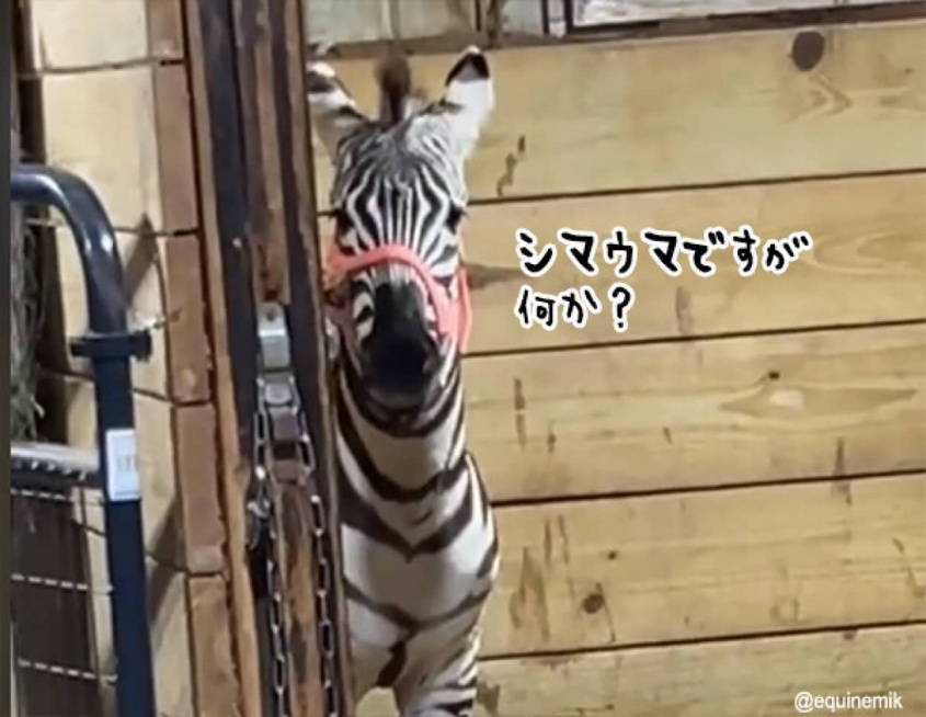 シマウマを初めて見た馬の反応は？