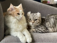 猫は飼い主が自分に話しかけているのか、自分以外に話しかけているのかを聞き分けることができる