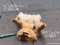 安心してください、死んだふりです。ニューヨーカーたちを毎日驚かせている名物犬