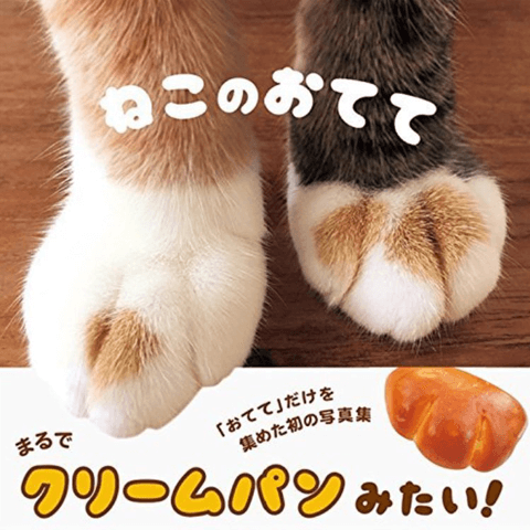 にゃんとも嬉しい! 猫好きの猫好きによる猫好きのための写真集に、もうメロメロ♡#5