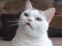 「仕方ニャいからここにいてやるか」不機嫌を絵に描いたような顔の猫、「最高に可愛い！」と言ってくれる飼い主さんにほだされる？