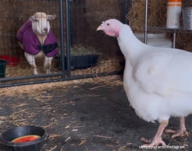 親友を失い悲しみに暮れていたヤギが七面鳥と出会い、深い友情を築くまでの物語