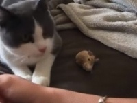 「ネズミ捕ってきたよ！次早く投げてよ！」犬みたいに飼い主と遊びたい猫