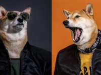 「人間たちは皆、一直線に俺の虜」 柴犬イケメン伝説。ファッショナブルに着飾った柴犬メンズファッション