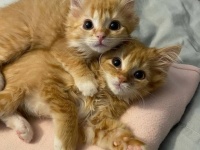 病気を抱えた状態で救い出された2匹の子猫、安全な場所を手に入れ元気に回復（アメリカ）