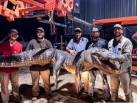 巨大ワニの腹の中から驚くべき2つの古代遺物を発見