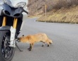 おい、ちょっとペダル齧らないで！山道で出会った人懐っこい狐、バイクに興味津々な模様