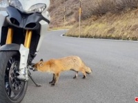 おい、ちょっとペダル齧らないで！山道で出会った人懐っこい狐、バイクに興味津々な模様