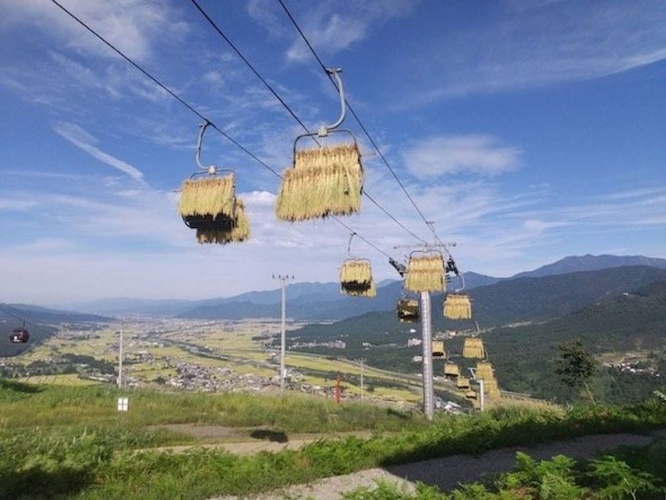 天空米（画像提供：石打丸山スキー場） 