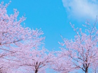桜の木の下に広がる〝花びらの海〟が儚くも美しい　千葉で見つけた絶景に大興奮