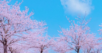 桜の木の下に広がる〝花びらの海〟が儚くも美しい　千葉で見つけた絶景に大興奮