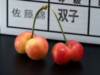 山形さくらんぼに異変　規格外〝双子〟大量発生で生産者ピンチ⇒「食べて応援」通販スタート
