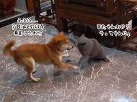 猫とじゃれあいたい犬、特別な必殺技を用意するの巻