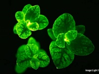 暗闇で光る植物が米農務省に承認され販売開始に。発光キノコの遺伝子を組み合わせたもの