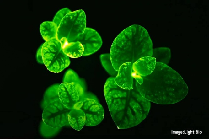 暗闇で光る植物が米農務省に承認され販売開始に。発光キノコの遺伝子を組み合わせたもの