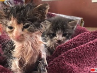 小さな子猫がある家に助けを求めにやってきた。子猫が助けてほしかったのは自分だけじゃなかった（アメリカ）