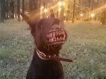 “愛犬”があっという間に“狂犬”に変わってしまう恐怖グッズ…