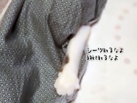 顔見せNGな猫。飼い主からシーツを死守しようと肉球だけで戦う