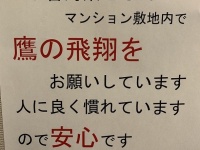 鷹の飛翔の告知（ぴょろん。さん、pyoronjpのツイートより）