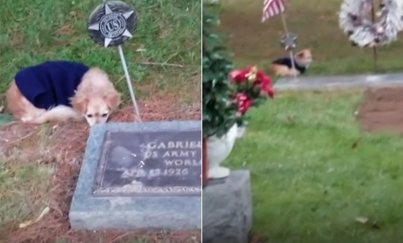 最愛の人がここにいるの。飼い主の墓から離れようとしない犬がまたここにも（アメリカ）