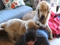 三つ編みはごちそう。三つ編みは遊び道具。飼い主の髪を噛み倒す2匹の犬