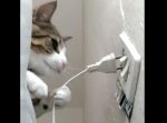 そうはさせニャイ！！　扇風機のプラグを抜いちゃう猫ちゃん。