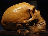 ネアンデルタール人とデニソワ人。ふたつの違う古代人類から生まれた子供の骨が発見される