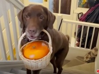 パンプキンに恋した愛犬「このカボチャと一生添い遂げたい！」でも生のカボチャの寿命は短い。そこで飼い主が考えたのは…。