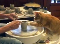 陶芸家としての猫、陶芸家の飼い主の作品をくまなくチェック