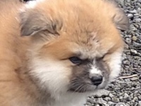 秋田犬の子供、かわいすぎ！？　ちっちゃなボディ＆むすっとフェイスに1万人もん絶