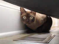 このサイレン何？絶対何かヤバいこと起きるでしょ？竜巻警報（注：テスト）にビビる猫