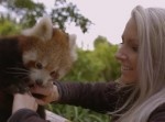 レッサーパンダと戯れるお姉さんに、なんだかとっても癒される！