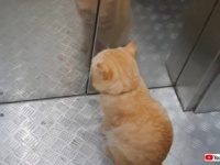 とあるビルにて「何階に行くの？」「3階ニャ！」猫がひとりでエレベーターを乗りこなす