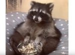 くつろぎすぎ！？　クッションに座りおやつを食べるアライグマ。