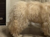 「『吠え』はここで使ってね」　子犬の気配が消えたと思いきや...まさかの状態に3.4万人衝撃