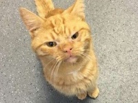 交通事故に巻き込まれた猫が保護される。愛嬌のあるふくれっ面が仕様の甘えん坊で人懐っこい猫だった（イギリス）