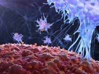 がん細胞だけを殺す免疫細胞が発見される。万能ながん治療の開発につながると期待（英研究）