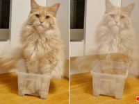 「なぜニ！納得いかないニャ！」メインクーン、瞬間移動ができる魔法の箱を駆使して子猫を翻弄する
