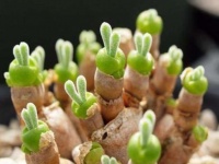 ウサギじみてる多肉植物！ウサ耳がぐんぐん伸びてく「モニラリア・オブコニカ」