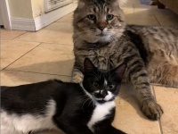 孤児となった子猫のお世話に残りの猫生を捧げた老猫、3本脚の子猫の父親代わりに（アメリカ）