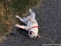 お家の中にいるのが好き。散歩嫌いな犬の歩かない大作戦（イタリア）