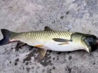 ハイブリッド？鳥のような頭部をもった謎の魚が発見される
